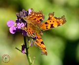 Butterfly Comma 9R090D-15